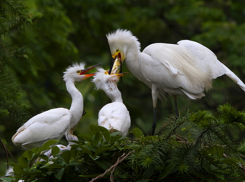 545 - FEEDING WITH FISHES - BAI ZHIBING - china.jpg
